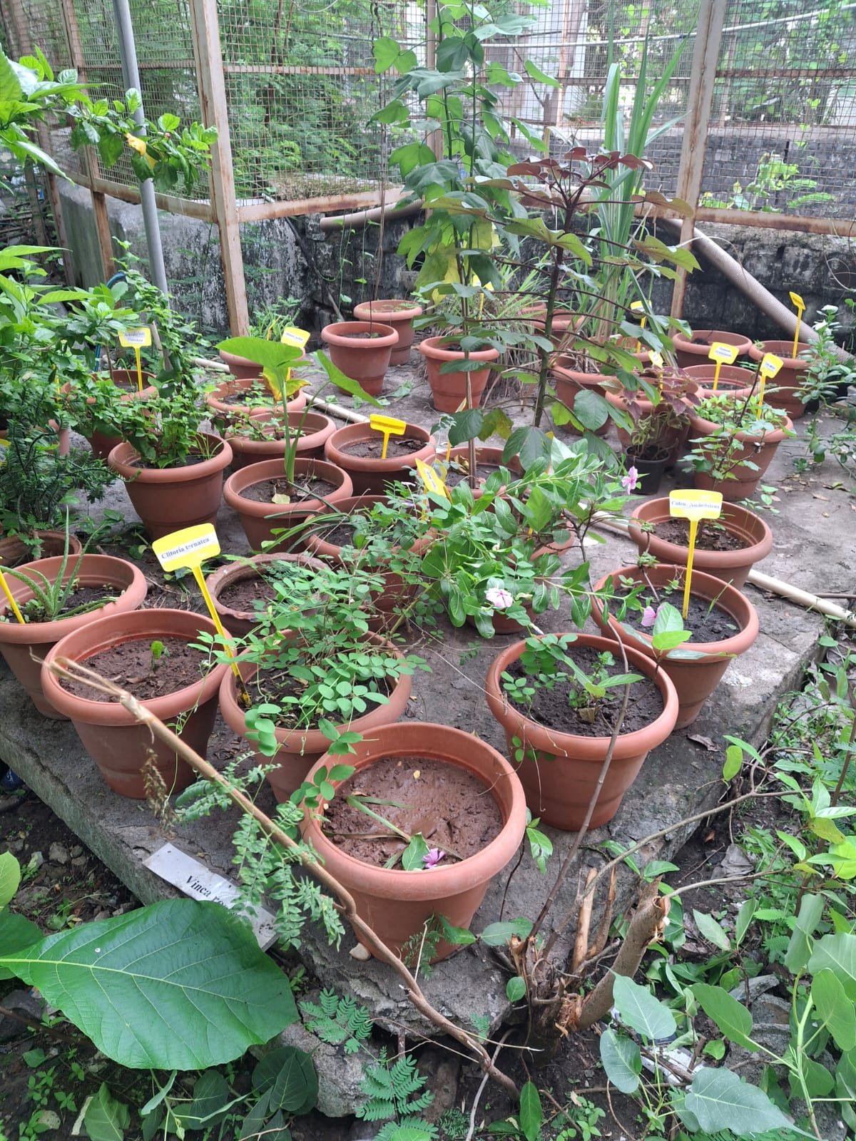 Homoeopathic Pharmacy Lab 1